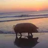 baconbaconbacon69