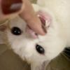 mewversion