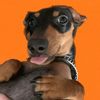 jackthesausagepup