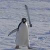 penguinwitaknife