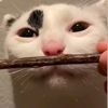 milk_boy___