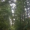 jc115817328