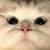 senjaku_5