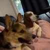 javathebassethound