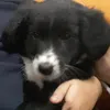 tsuki_fofa
