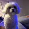 teddyismydog