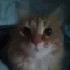 drakyn_maf