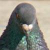 da_pigeon_123