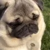 bleboebleblublybly