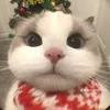 keongotkhongduong47