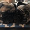 jaggerandcocathepugs