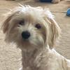 teddythemaltipoo7