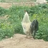 amineeriahii
