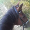 horse_5_love