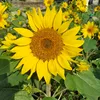 sunflower301286