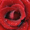 arshadghous