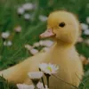 ducky_o_duck