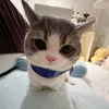 perceighty