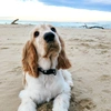 archie_cockerspaniel