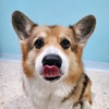 Oscar the Corgi