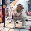 hillsidekennel