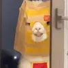 usertw6pnoo6in