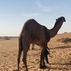 طلال