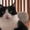 stizzd