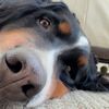 sidneykingdoge6311