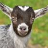 pygmygoatskevin