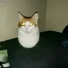 kekko_189