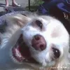 stahpppit