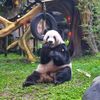papi_panda0