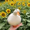 quack_attack_