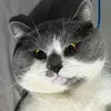 t_chinggg