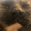 lilytok26