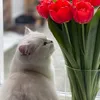 sissythecat3