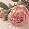 useryp0npaks63