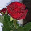 kchashuanakam