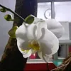 gerydebrong