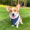 minniethecorgo