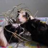 3littlepiggiespigsmom