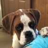 iheartboxerdogs