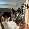stella.dallas.milo