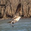 goose_360