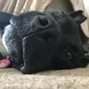 bellaboodogs_xoxo