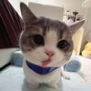 hallo_im_kat