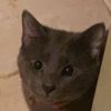 gtfoyesi