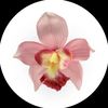 jbflorr