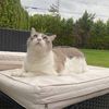 catzndogzzz